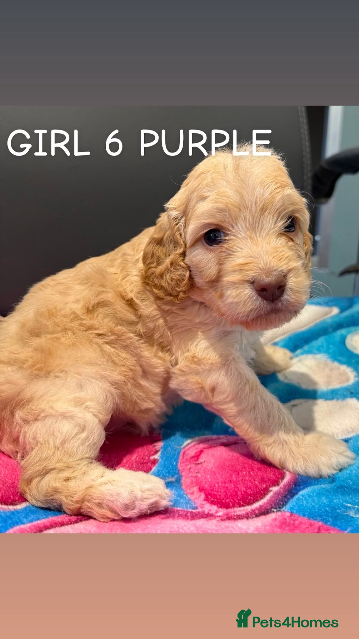 Cockapoo dogs STUNNING F1 COCKAPOOS -2 Girls left - Advert 1