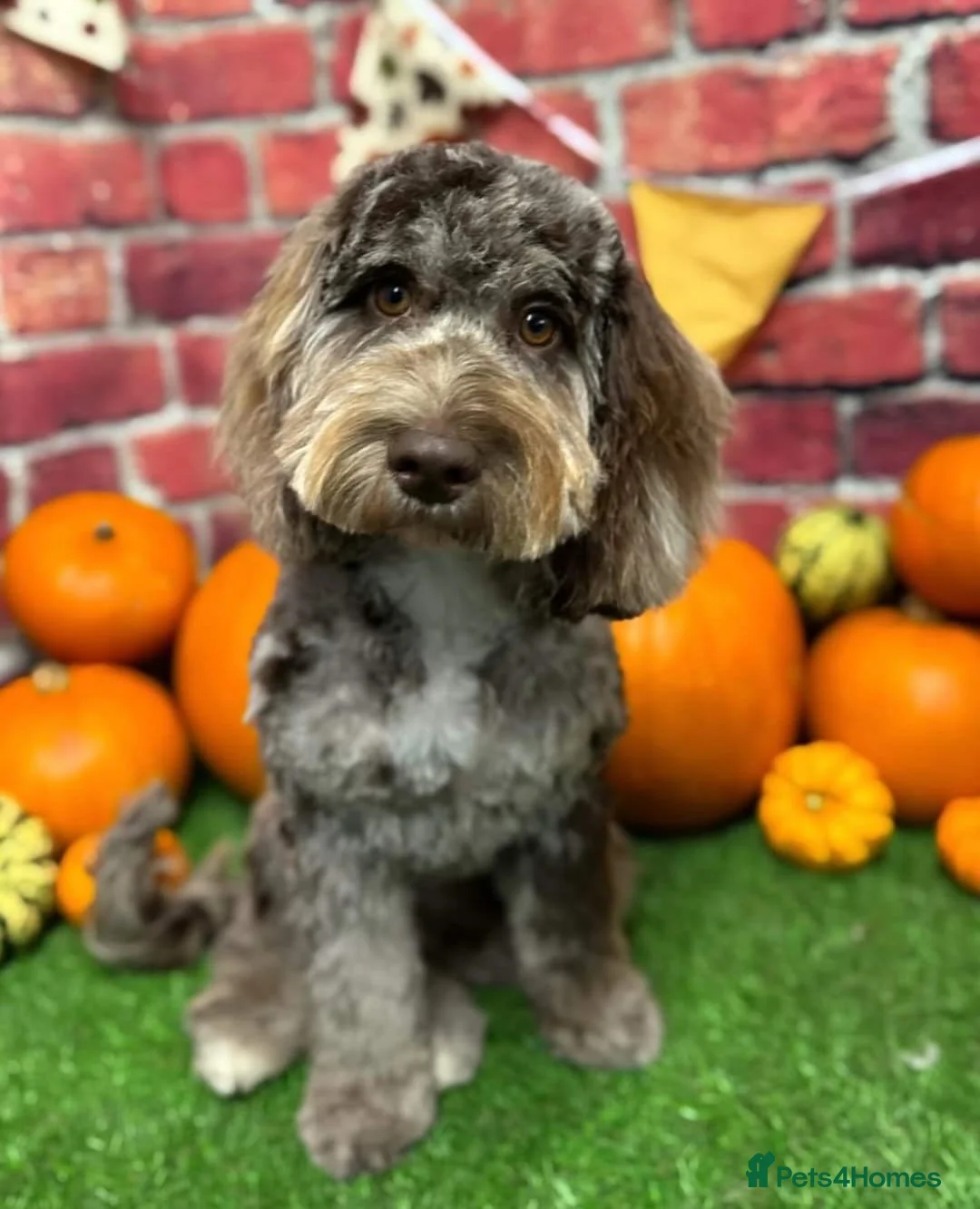 Miniature Poodle dogs for stud: Chocolate Merle Miniature Poodle for stud in Warrington - Advert 33