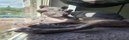Sphynx cats for sale: Elf Sphynx Girl  - Advert 2
