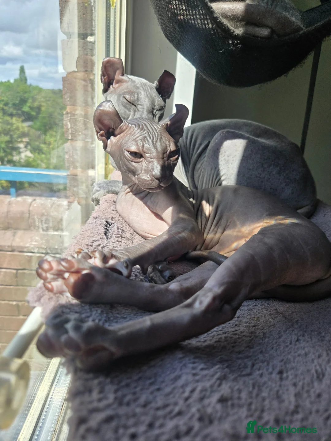 Sphynx cats for sale: Elf Sphynx Girl  - Advert 2