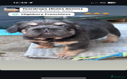 French Bulldog dogs for sale: Quality 5star🌟full visual fluffy French bulldogs  - Image 26