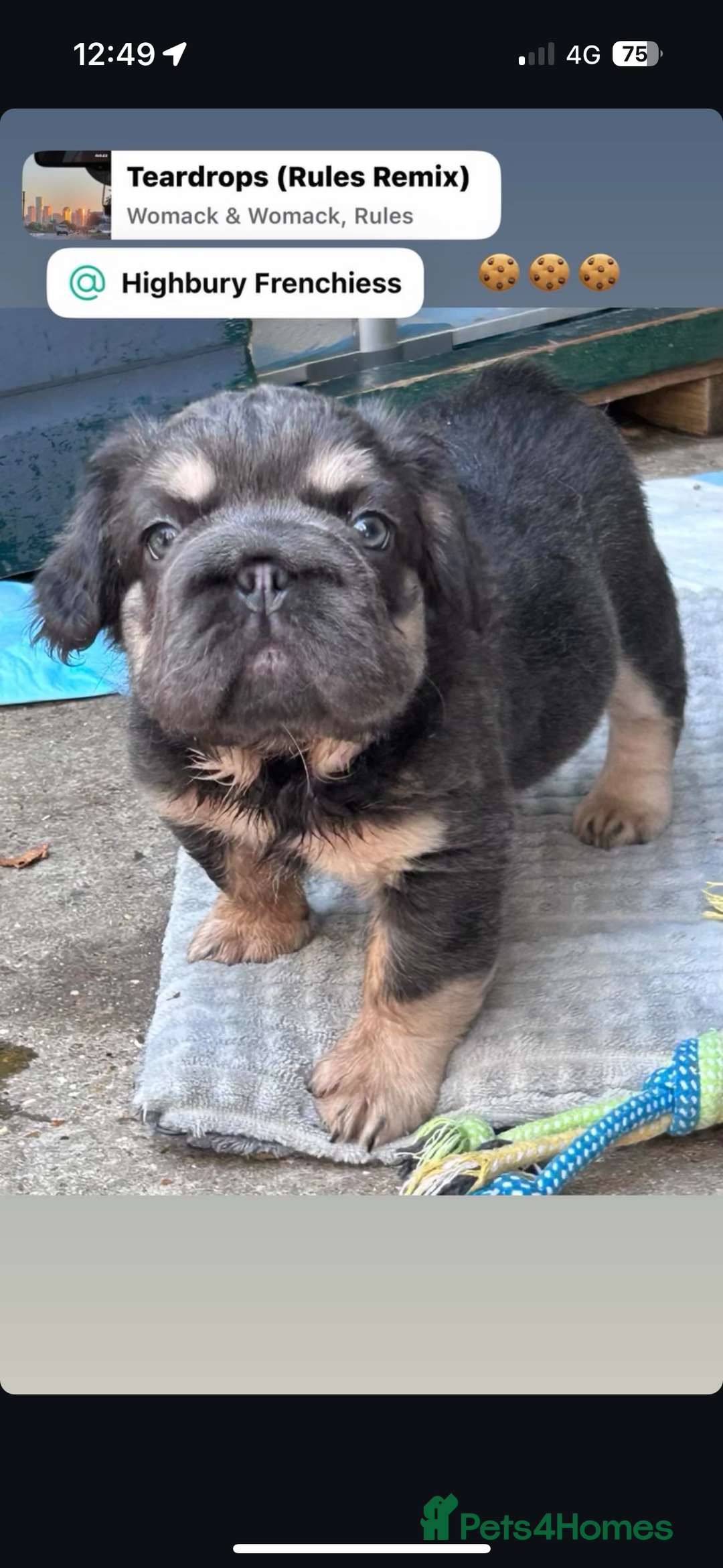 French Bulldog dogs for sale: Quality 5star🌟full visual fluffy French bulldogs  - Image 26