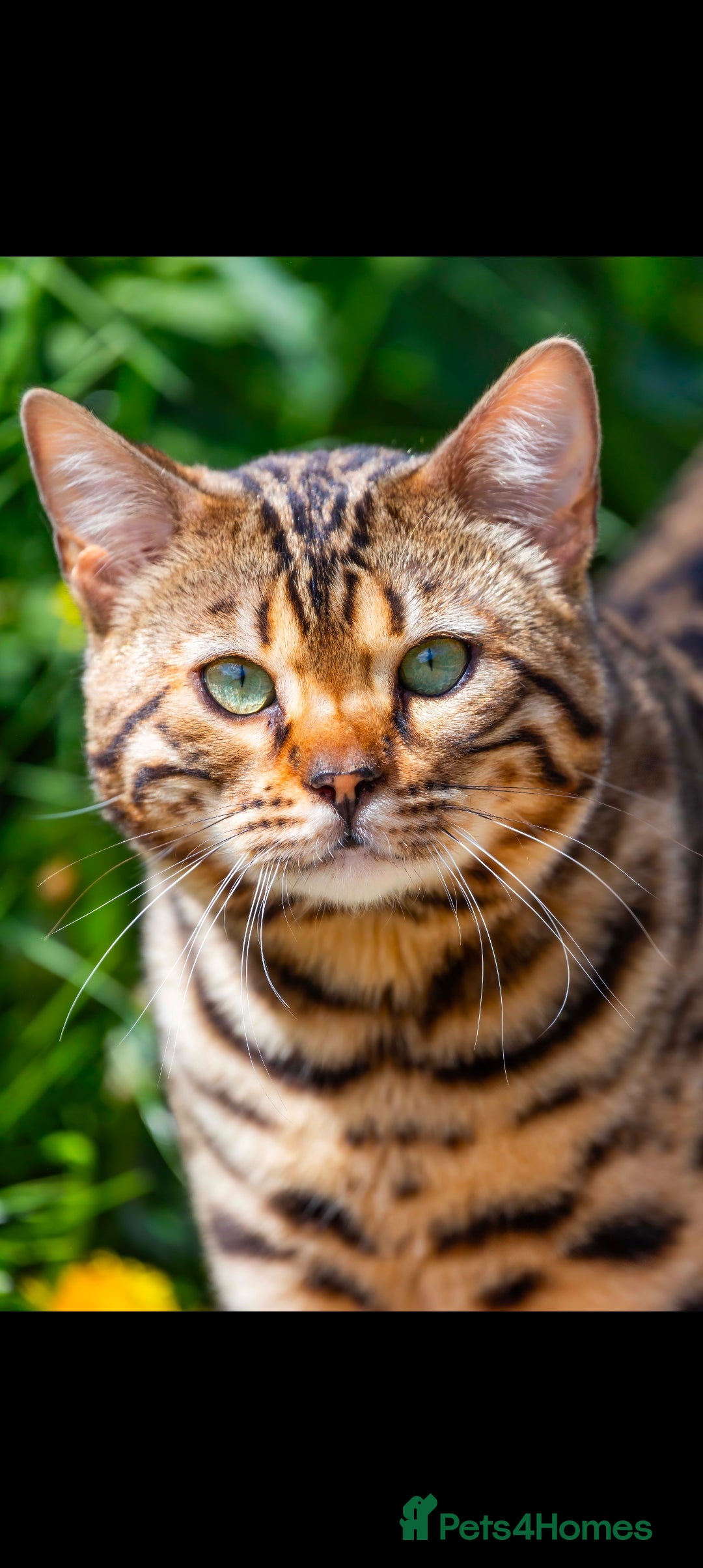Bengal cats for sale: Beautiful Bengal kittens  - Advert 18