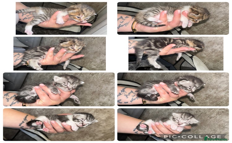 Mixed Breed cats - Advert 15