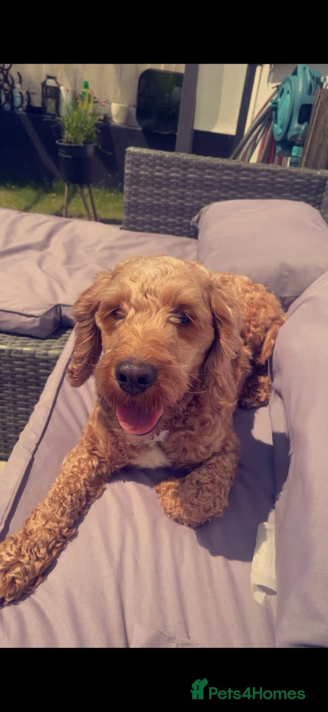 Mixed Breed dogs for sale: Golden Cockapoo × Labradoodle Puppies - Advert 2