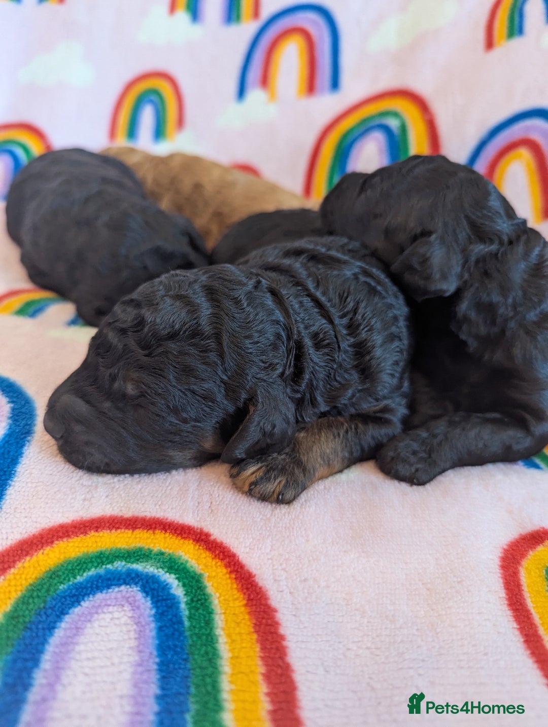 Miniature Poodle dogs for sale: Stunning Red & Phantom Miniature/Moyen Poodles - Image 16