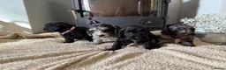 Cockapoo dogs for sale: Health tested F1 Cockapoos  - Advert 13