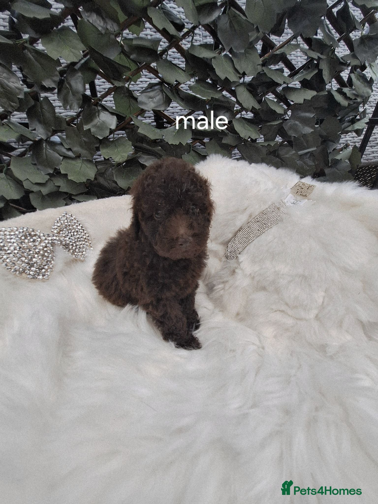 Toy Poodle dogs SUPERB TOY POODLES READY NOW - Advert 22