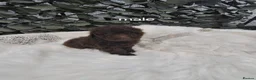 Toy Poodle dogs for sale: SUPERB TINY TOY POODLES - Advert 11