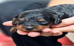 Cavapoo dogs for sale: Top quality cavapoo pups health test KCreg parents - Image 8