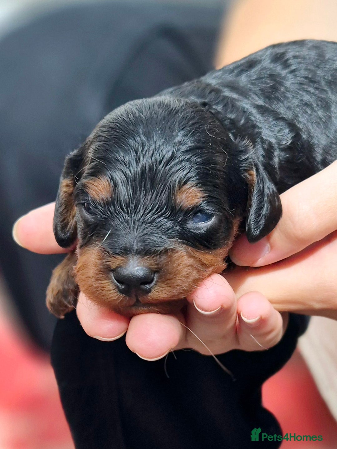 Cavapoo dogs for sale: Top quality cavapoo pups health test KCreg parents - Image 8