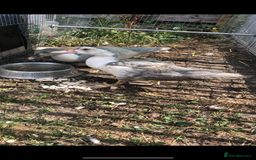 Ducks poultry for sale: Muscovy ducklings  - Image 1