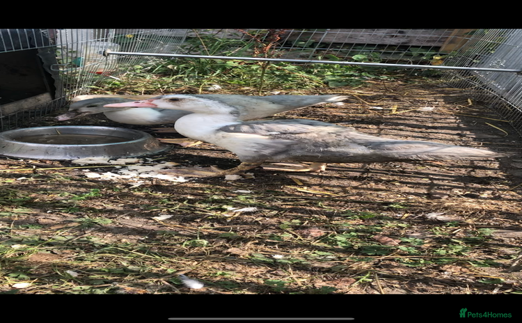 Ducks poultry - Advert 14