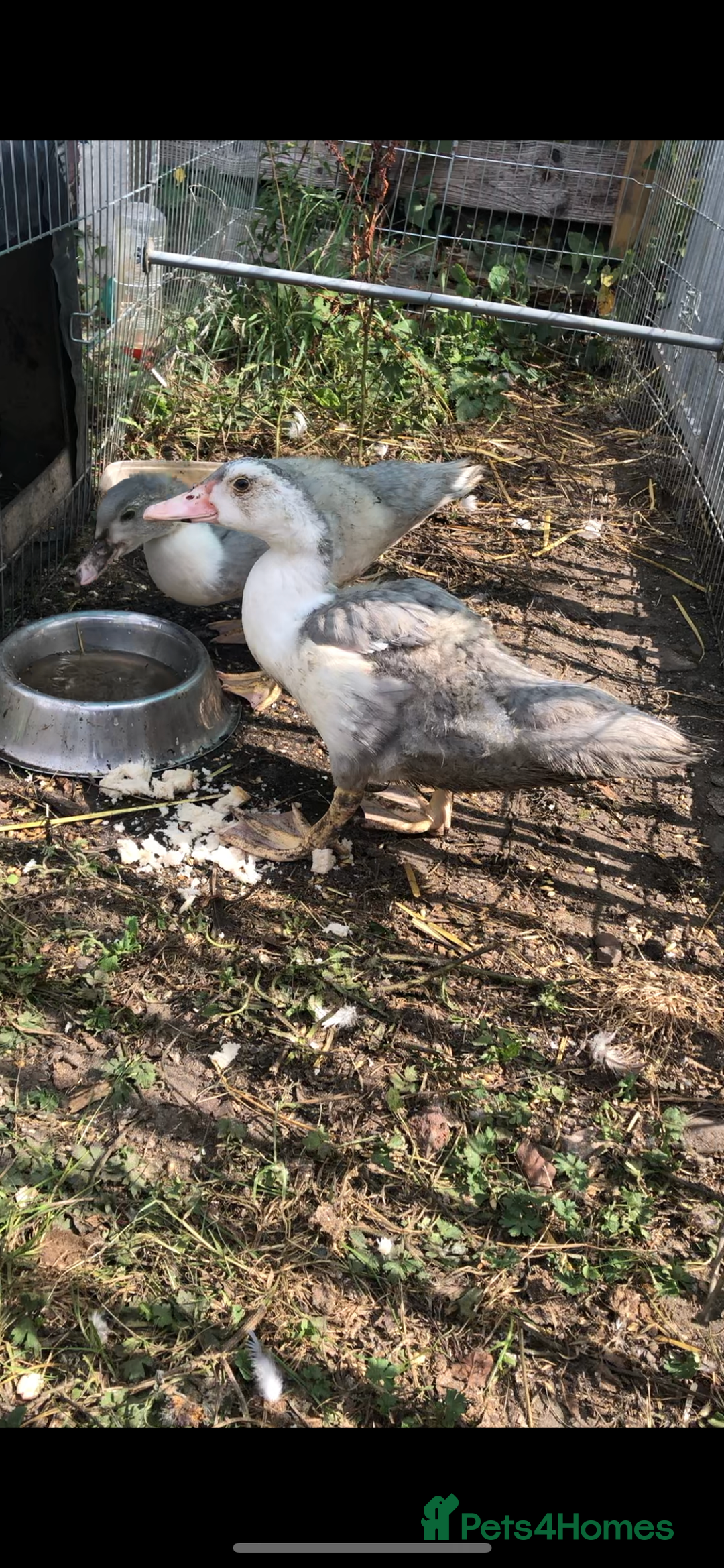 Ducks poultry for sale: Muscovy ducklings  - Image 1