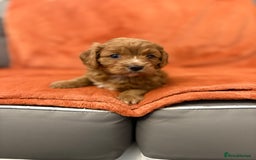 Cavapoo dogs for sale: 4 F1 Cavapoo puppies  - Image 1