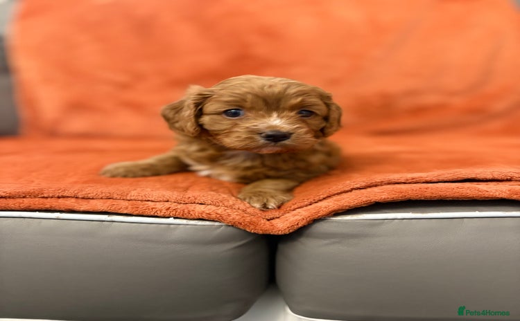 Cavapoo dogs - Advert 2