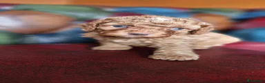 Cavapoo 2