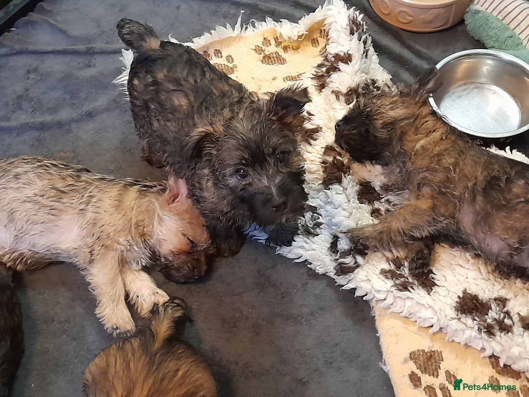Cairn Terrier dogs for sale: 3 BOYS & 2 GIRLS LEFT OUT OF 7 - Advert 5
