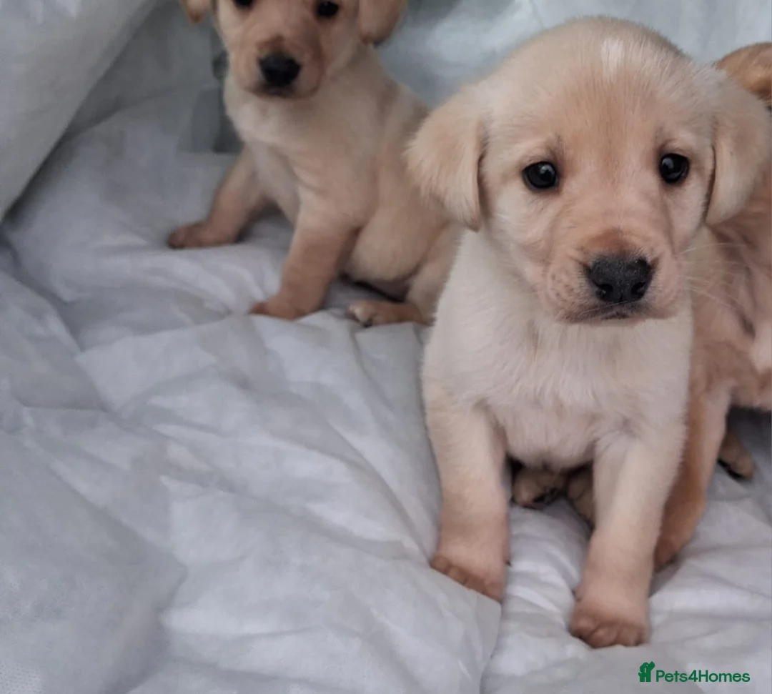 Labrador Retriever dogs for sale: Labrador puppies - Advert 4