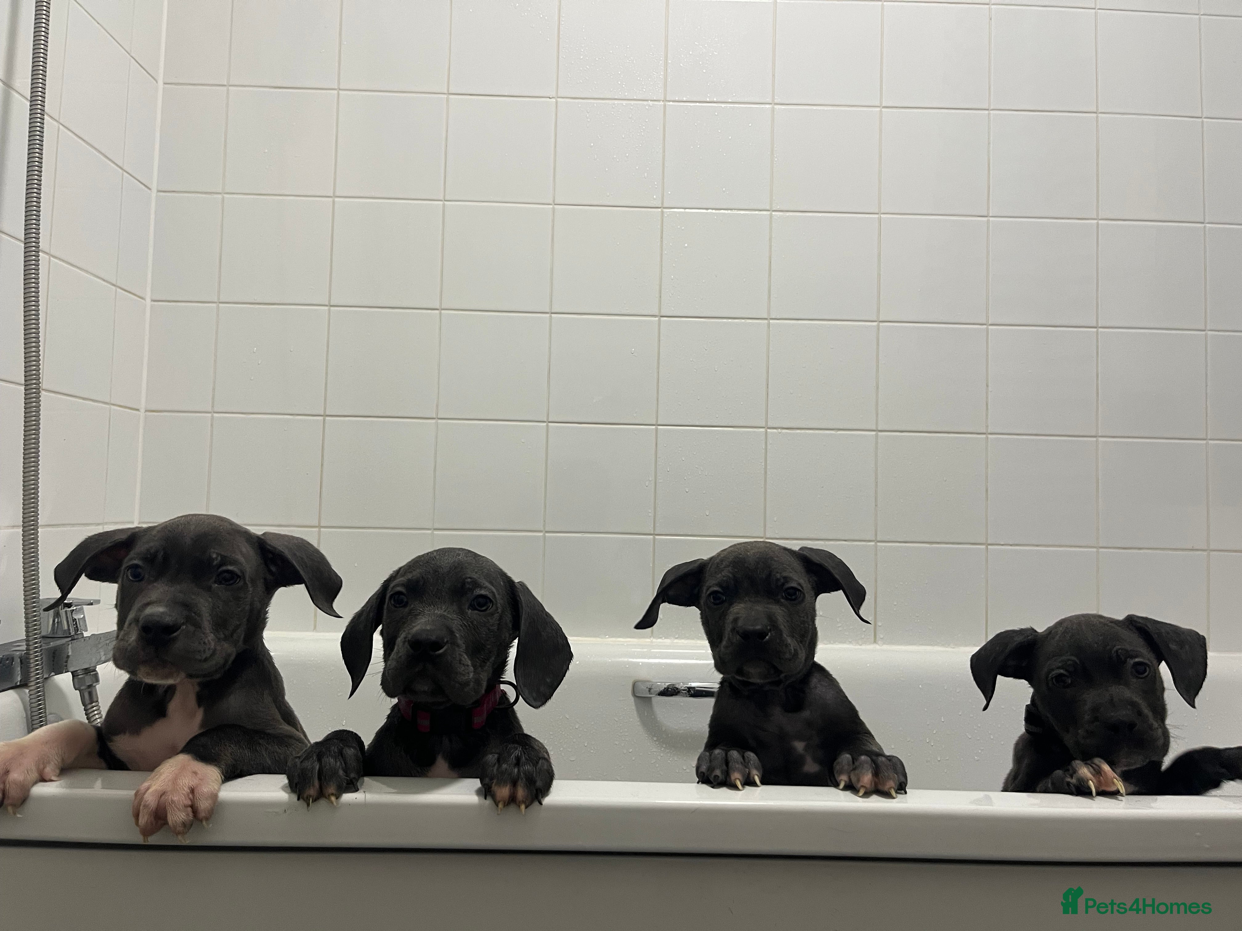 Mixed Breed dogs Cane corso X Staffordshire bull terrier  - Advert 17