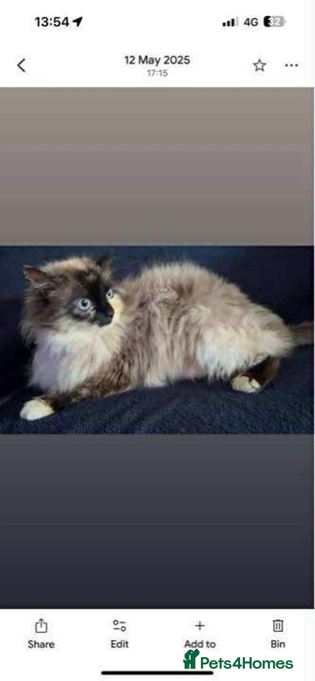 Ragdoll cats for sale: Stunning ragdoll kittens - Advert 2