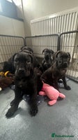 Cane Corso dogs - Advert 1