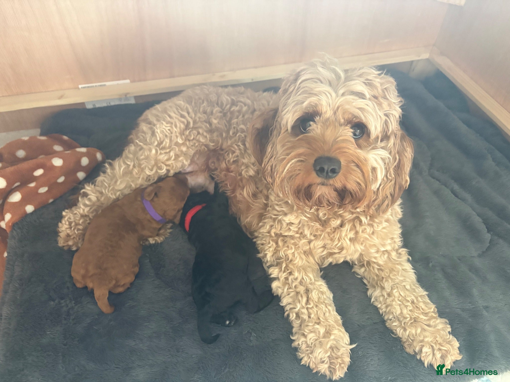 Cavapoo dogs Cavapoo puppies  - Advert 10