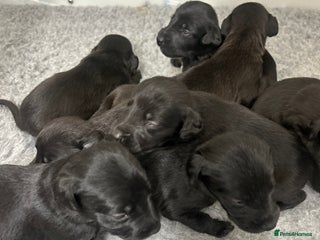 Mixed Breed dogs GENUINE BEDDY WHIPPETS - Advert 15