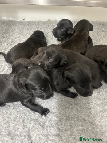 Mixed Breed dogs - Advert 3