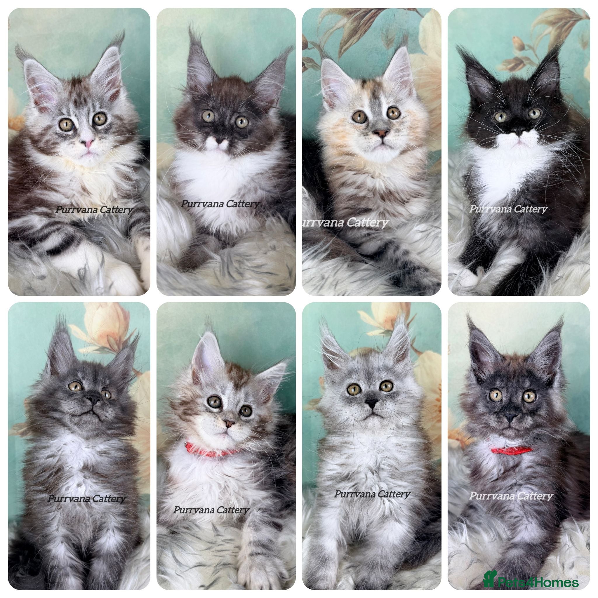 Maine Coon cats TICA registered adorable Maine coon kittens - Advert 1