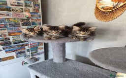 Mixed Breed cats for sale: Beautiful kittens ready for new home - Image 1