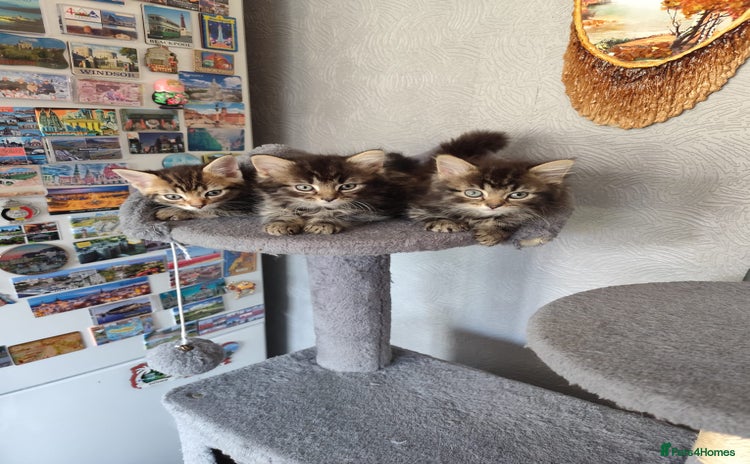 Mixed Breed cats - Advert 13