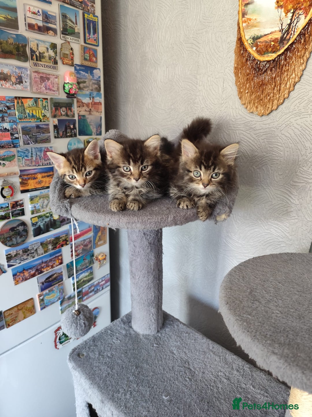 Mixed Breed cats for sale: Beautiful kittens ready for new home - Image 1