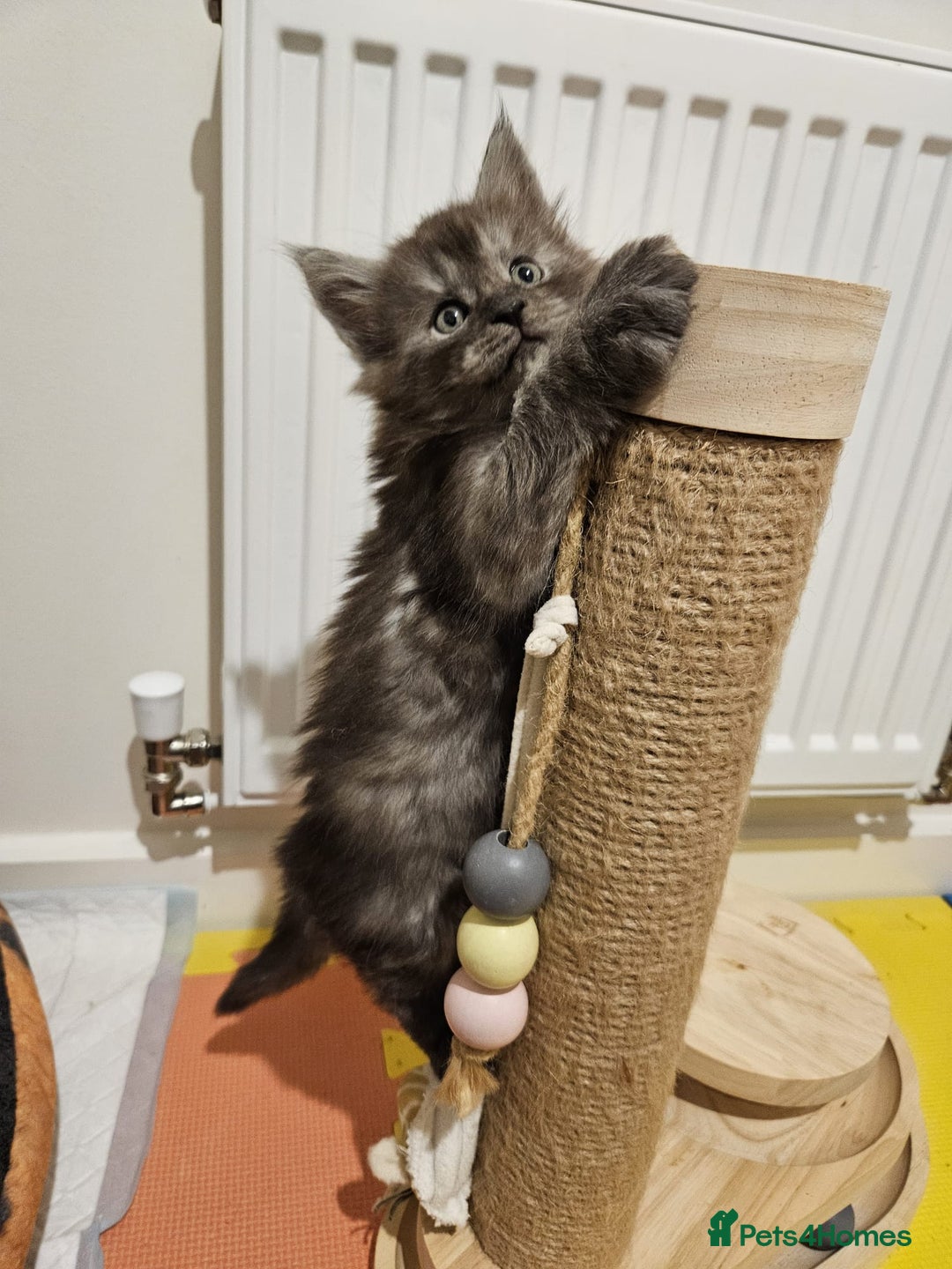 Maine Coon cats for sale: Maine coon kittens  - Advert 3