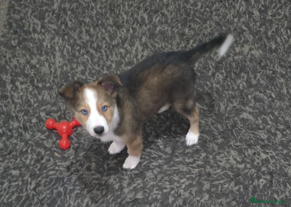 Border Collie dogs LAST beautiful tri-colour male ready to go now - Advert 6