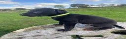Lurcher dogs for sale: Beautiful Lurchers puppies  - Advert 14
