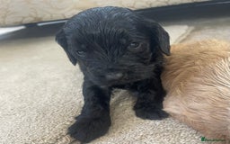 Cockapoo dogs for sale: F1 cockapoo puppies - Image 26