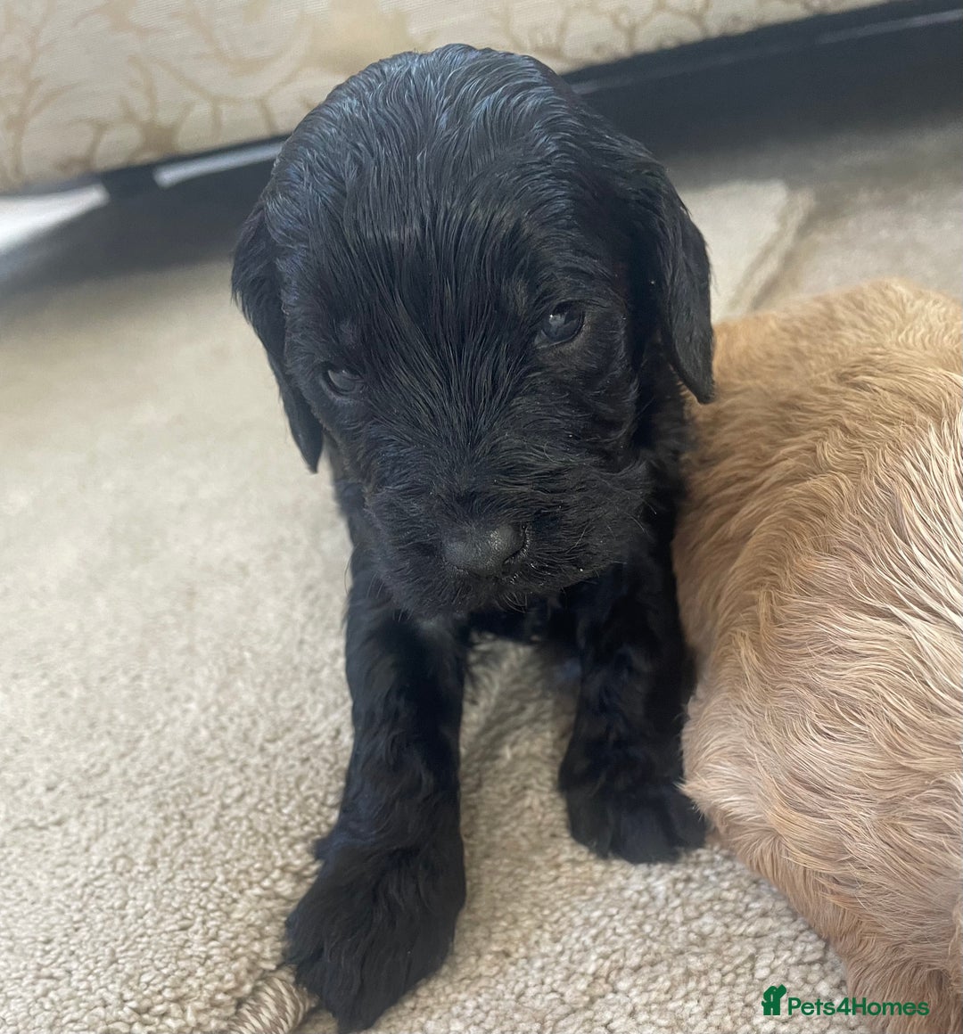 Cockapoo dogs for sale: F1 cockapoo puppies - Image 26