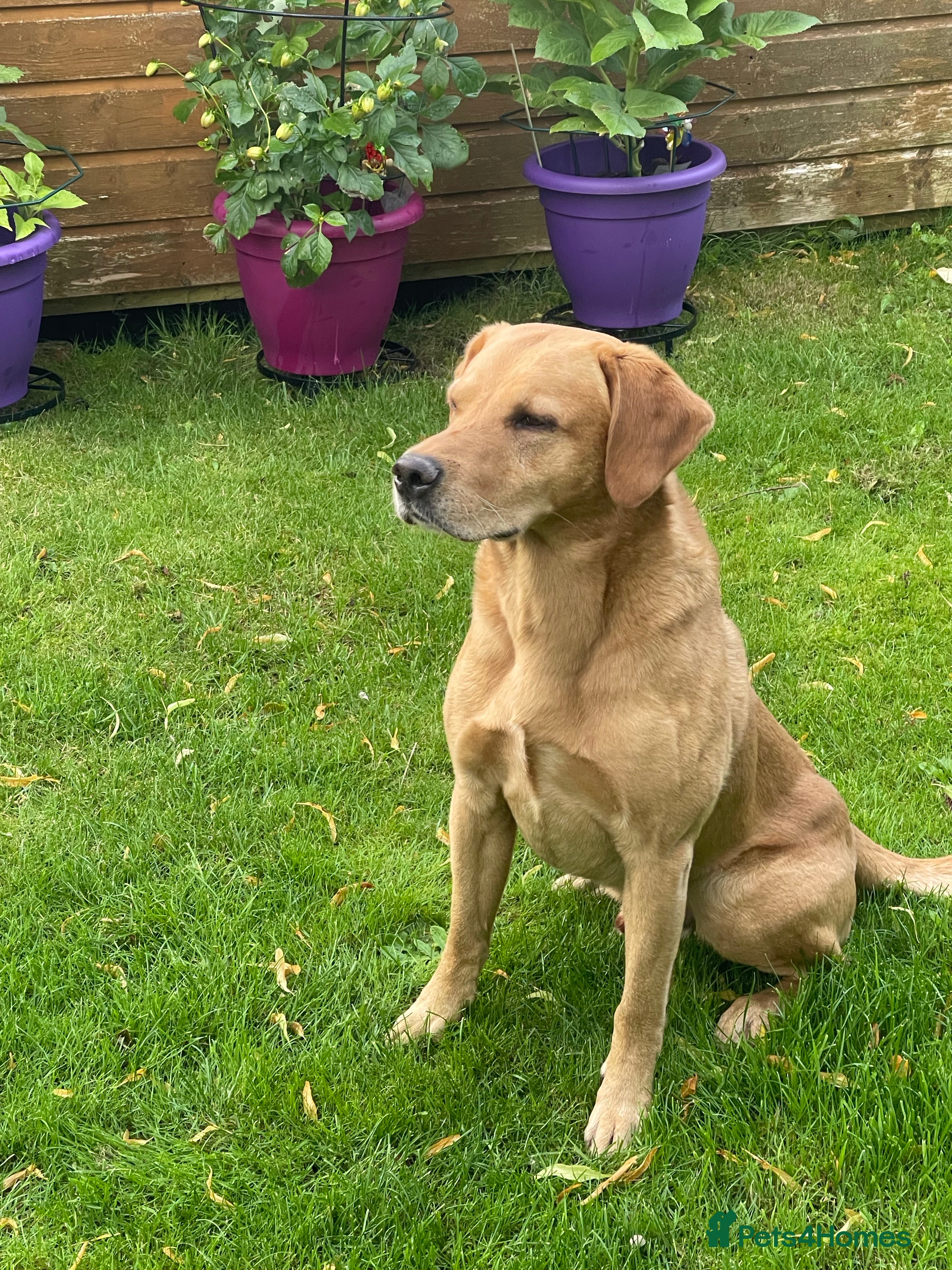 Labrador Retriever dogs Field Trial Champion Dark Yellow Labrador in Kinross - Advert 8