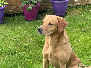 Labrador Retriever dogs in Kinross - Advert 14