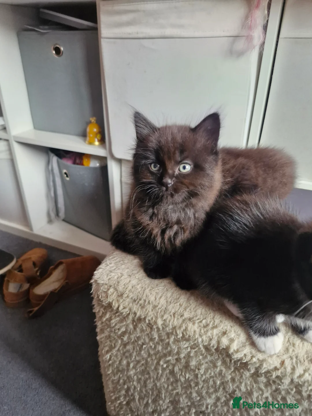Mixed Breed cats for sale: 3 gorgeous kittens  - Advert 8