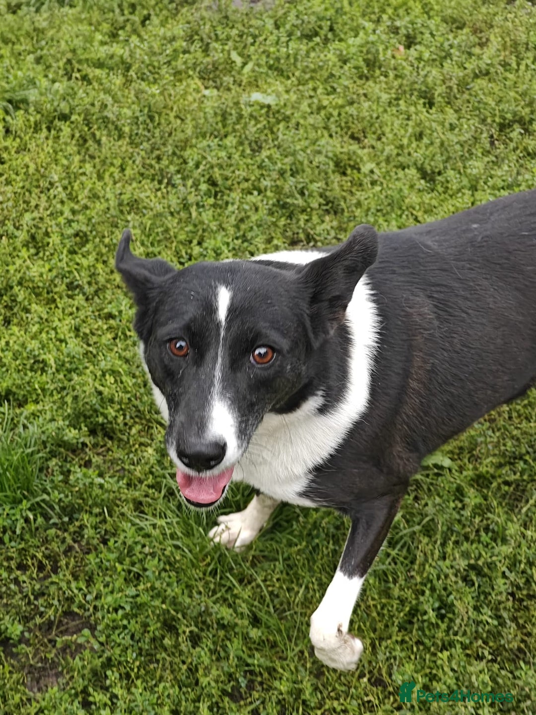 Mixed Breed dogs for adoption: 💖🐶 ZORIA 🐶💖 - Advert 9