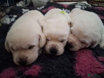 Labrador Retriever dogs CHUNKY CREAM LAB PUPPIES - Advert 18