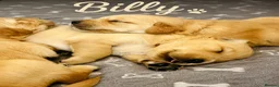 Golden Retriever dogs for sale: KC Registered Golden Retriever Puppies    - Advert 3