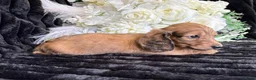 Miniature Dachshund dogs for sale: Stunning kc reg miniture dachshund in Deal - Advert 36