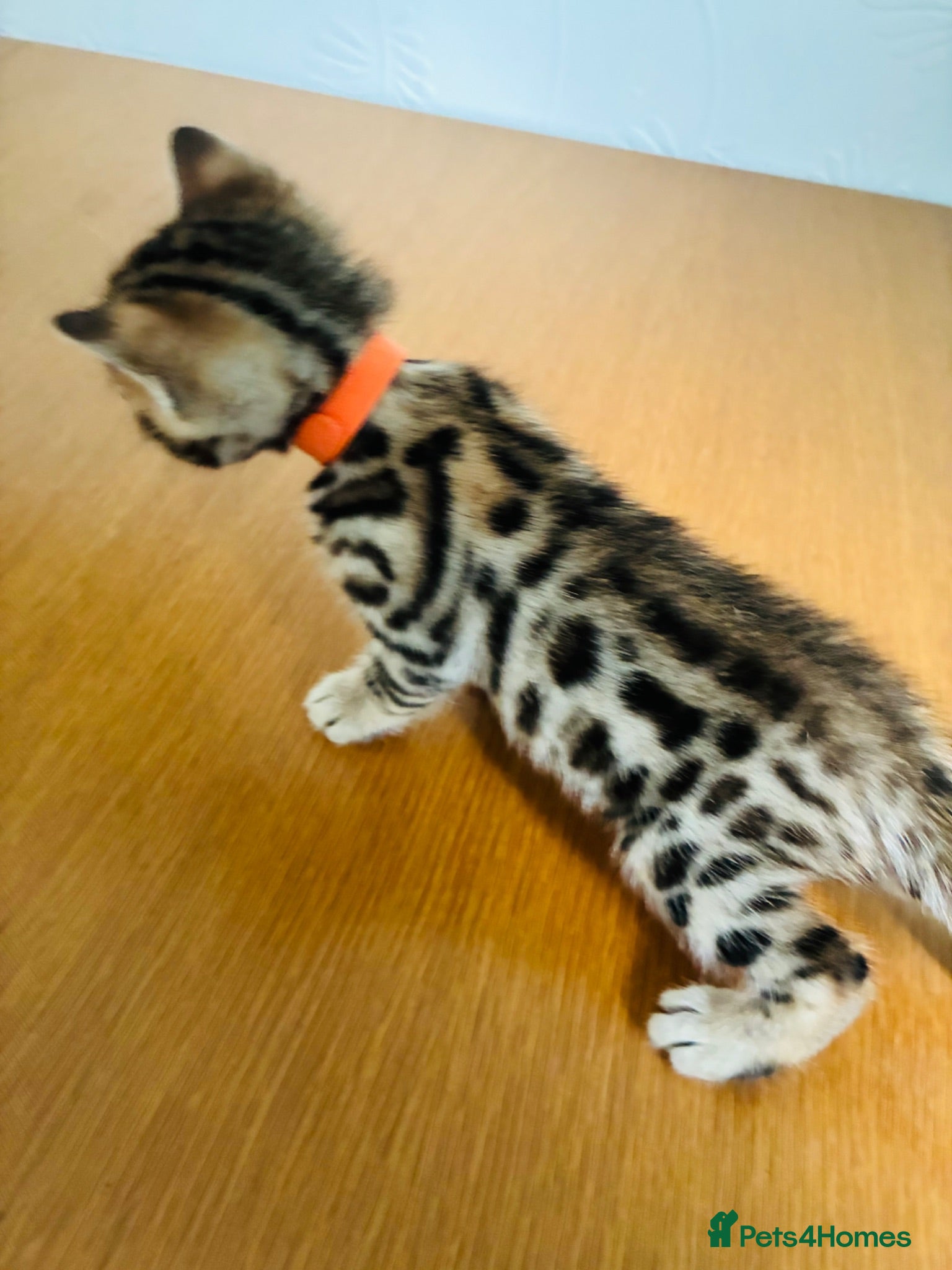 Bengal cats Stunning Bengal Kittens  - Advert 1