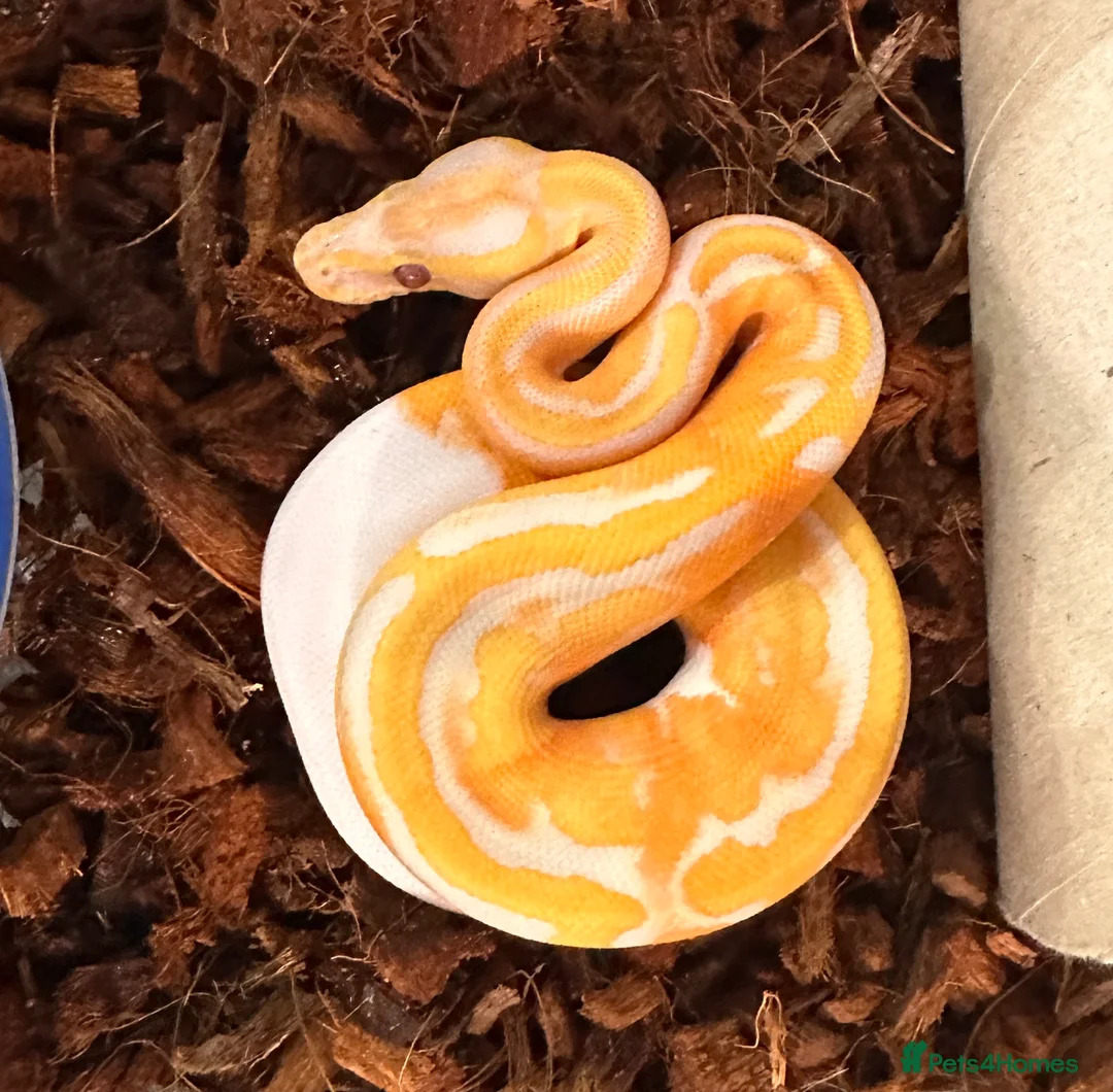 Python Snake reptiles for sale: Albino Lavender Pied ‘Dreamsicle’ Ball Pythons - Advert 2