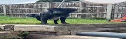 Borador dogs for sale: Male 18 month old Borador in Kenilworth - Advert 4