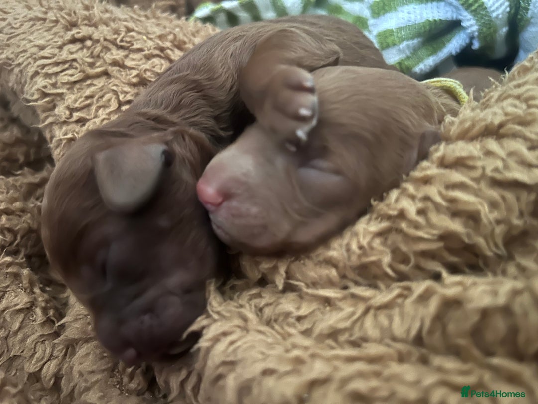 Cockapoo dogs for sale: Red Cockapoo 🐶 F1B looking for loving home 🥰 in London - Image 14