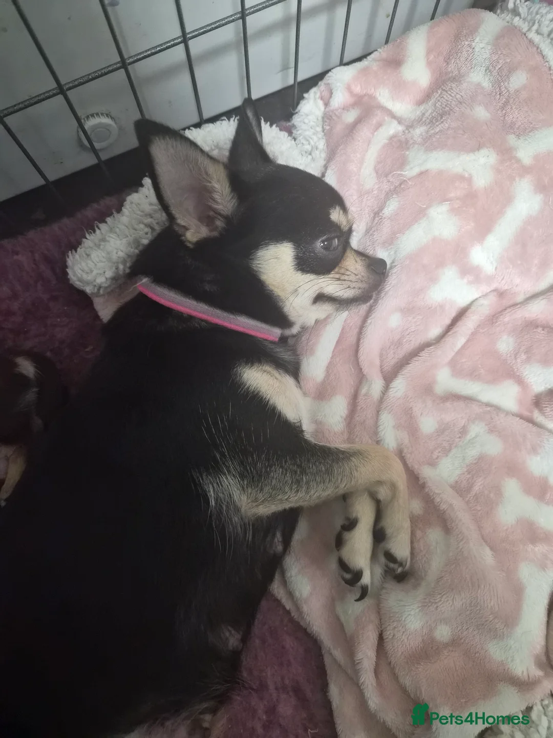 Chihuahua dogs for sale: ONE LAST MERLE BOY READY NOW - Advert 5